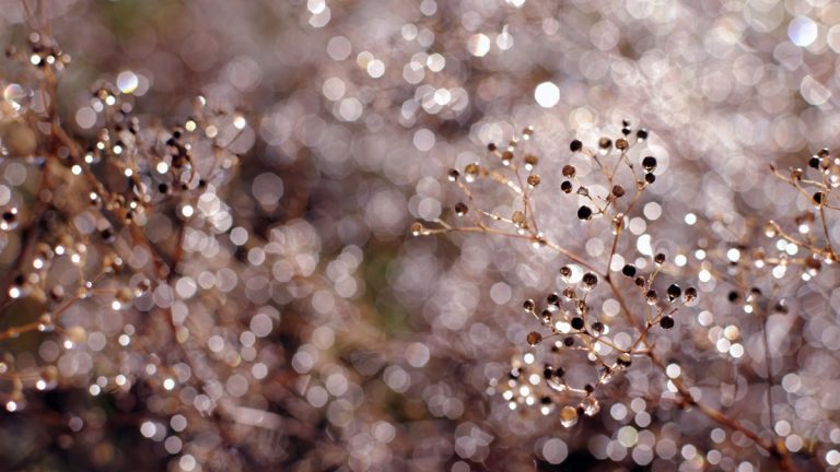Bokeh-Effekt: Wie entsteht er? Bokeh-Effekt in der Natur durch Regentropfen erzielt