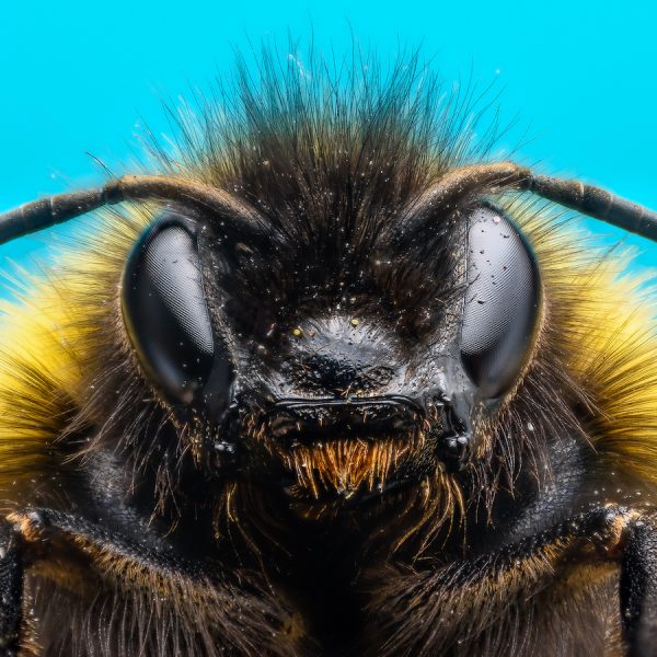 Focus Stacking: So bekommen deine Fotos mehr Tiefenschärfe