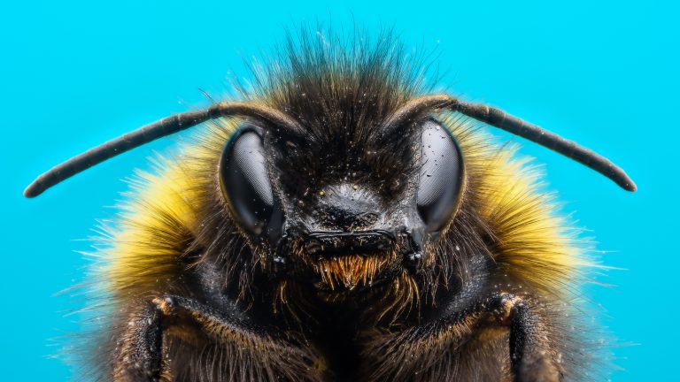 Focus Stacking: Mehr Tiefenschärfe Focus Stacking: So bekommen deine Fotos mehr Tiefenschärfe