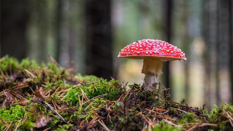 Wald-Fotografie: Fliegenpilz richtig in Szene setzen