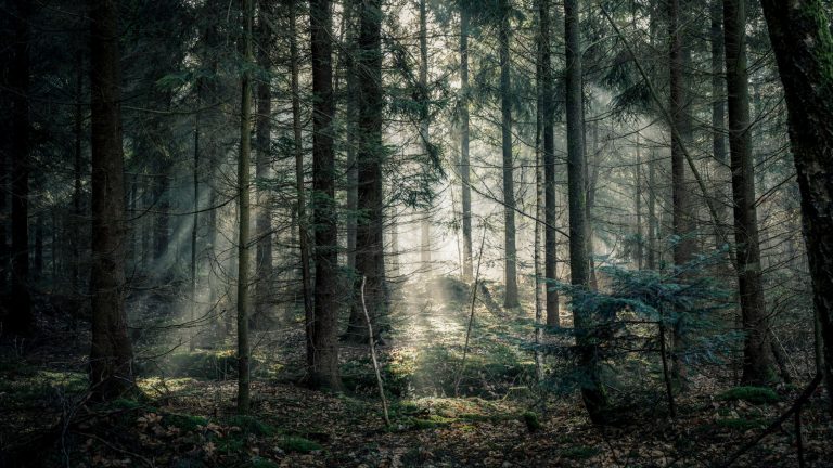 Wald-Fotografie: Tipps und Tricks für schöne Fotos von der Natur