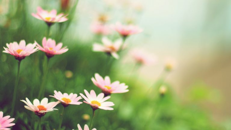 Blumen bei geöffneter Blende fotografieren und schöne Detailaufnahmen erhalten Blumen bei geöffneter Blende fotografieren und schöne Detailaufnahmen erhalten