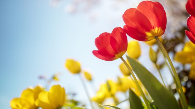 Blumen von unten fotografieren