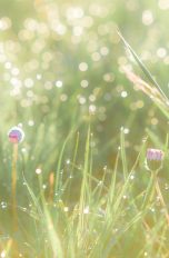 Photoshop Presets: Erstellen, installieren und anwenden