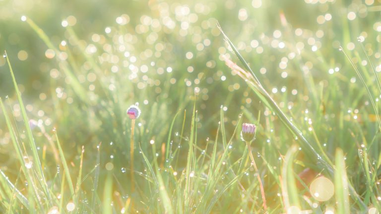 Photoshop Presets: Erstellen, installieren und anwenden