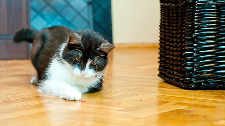 Spezielle Haustier-Kameras haben besondere Funktionen Katze spielt auf dem Boden
