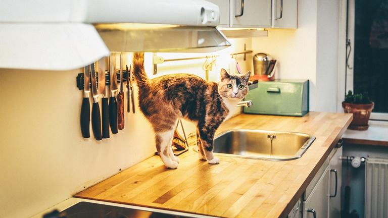 Haustier-Kamera Vorteil Katze auf der Küchenarbeitsplatte