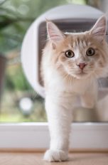Katze geht durch Katzenklappe mit Chip