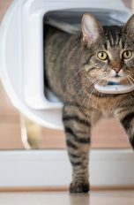 Katze mit GPS-Tracker in Katzenklappe