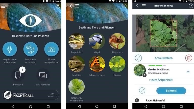 Pflanzen bestimmen mit der App Naturblick