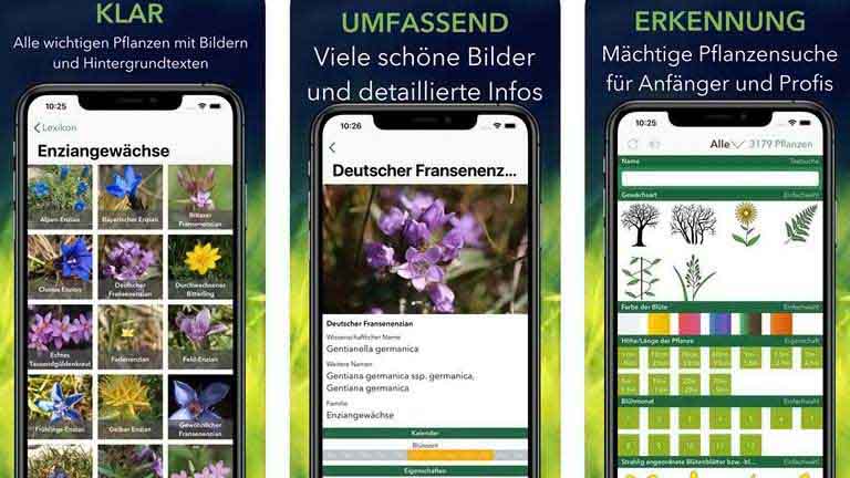 Pflanzen bestimmen per App: Mit diesen 7 Anwendungen gelingt’s App Krautfinder einfache Pflanzenbestimmung