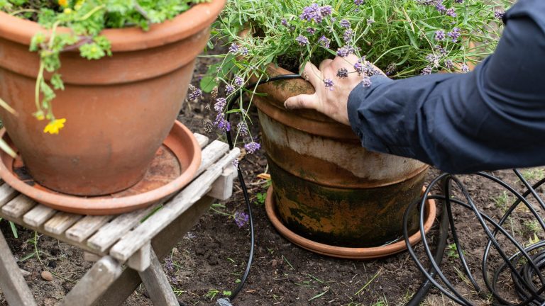 Gardena smart Water Control Eine Person legt einen Bewässerungsschlauch in einen Blumentopf.