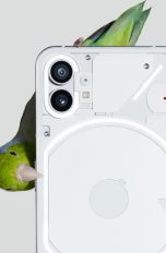 Ein Nothing Phone (1), an dessen Seite ein Vogel nagt.