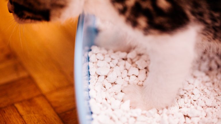 Eine braun-weiß getigerte Katze steht in einem Katzenklo mit weißer, grobkörniger Streu.