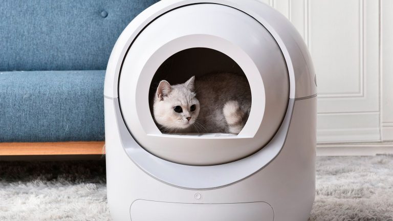 Eine Katze befindet sich in einem weißen Katzenklo, das auf einem Teppich steht.