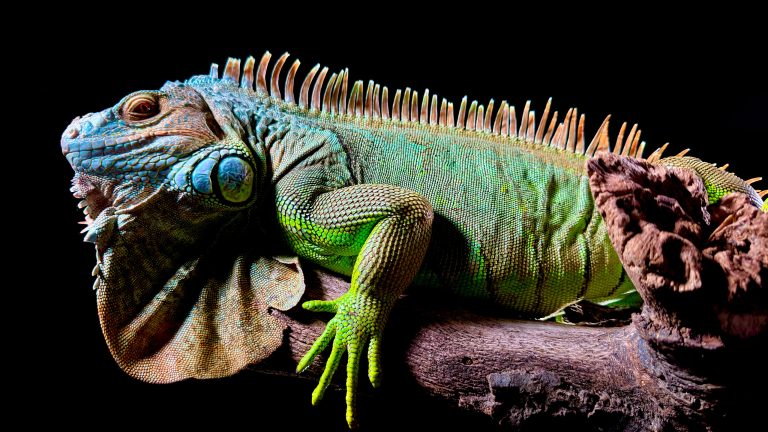 Ein farbenfroher Leguan sitzt auf einem Stück Holz vor einem schwarzen Hintergrund. Ein farbenfroher Leguan sitzt auf einem Stück Holz vor einem schwarzen Hintergrund.