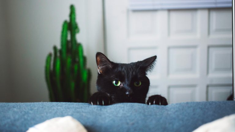 Eine schwarze Katze schaut über die Lehne eines Sofas.