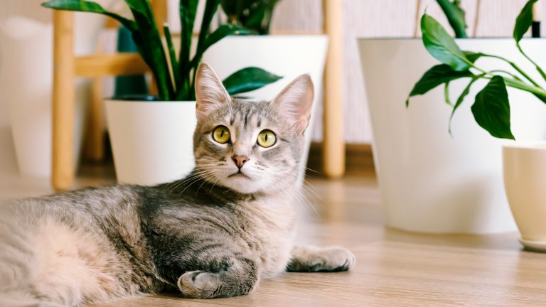 Eine Katze liegt auf dem Boden und schaut aufmerksam neben die Kamera. Eine Katze liegt auf dem Boden und schaut aufmerksam neben die Kamera.