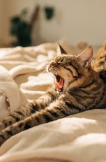 Eine Katze streckt sich auf einer Decke, die auf einem Bett ausgebreitet ist.
