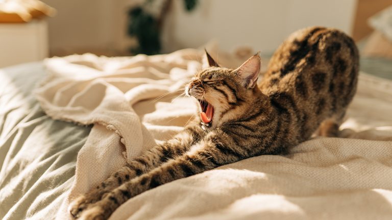 Eine Katze streckt sich auf einer Decke, die auf einem Bett ausgebreitet ist.