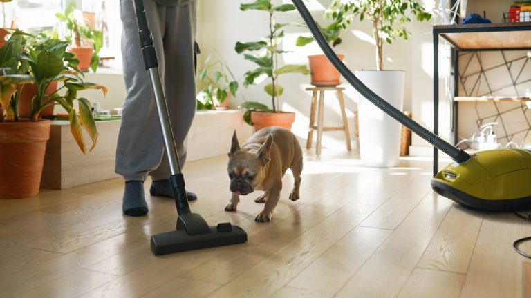 Staubsauger stinkt Eine Person saugt Staub in einem Raum mit vielen Pflanzen. Ein kleiner Hund spielt mit dem Staubsauger.