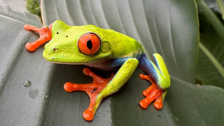 iPhone 16 und 16 Pro, Apple kann es noch Ein Foto von einem Frosch in Nahaufnahme, der auf einem Blatt sitzt.