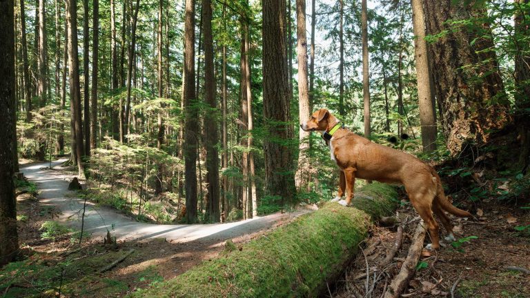 GPS Tracker für Haustiere, Schutz und Sicherheit für deinen Liebling Ein mittelgroßer, brauner Hund steht mit seinen Vorderpfoten auf einem bemoosten Baumstamm und blickt neugierig in den Wald.