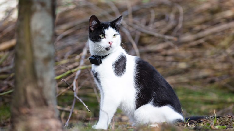 GPS Tracker für Haustiere, Schutz und Sicherheit für deinen Liebling Eine schwarz-weiße Katze sitzt in der freien Natur und trägt ein Halsband mit einem GPS-Tracker.