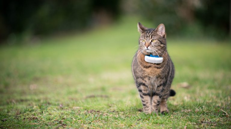 GPS Tracker für Haustiere, Schutz und Sicherheit für deinen Liebling Eine Katze steht auf einer Wiese. An ihrem Halsband befindet sich ein gut sichtbarer GPS-Tracker.