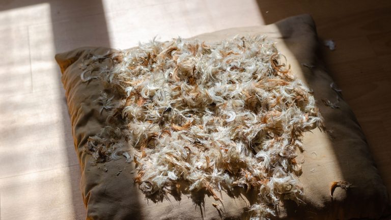 Daunenjacke richtig waschen und trocknen Daunenfedern liegen auf einem Kissen auf einem Holzboden und werden von der Sonne durch ein Fenster beschienen.