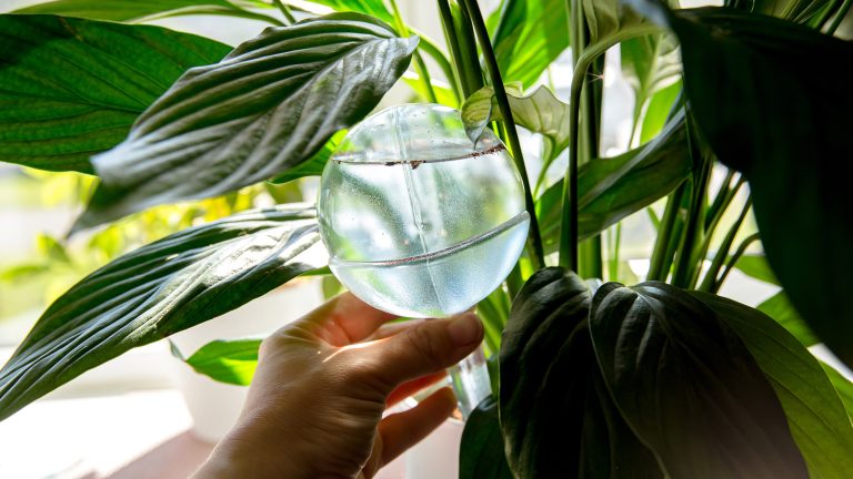 Pflanzenpflege im Urlaub, So überleben sie deine Abwesenheit Die Hand einer Person ist gerade dabei einen halbvollen, gläsernen Wasserspender in den Topf einer Pflanze zu stecken.