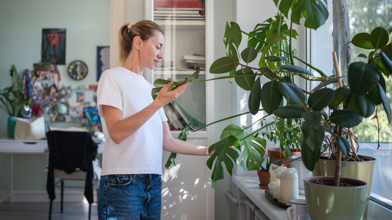 Eine Person steht vor einer großen Pflanze auf einer Fensterbank und hält in ihren Händen je ein Blatt, welches sie prüfend ansieht.
