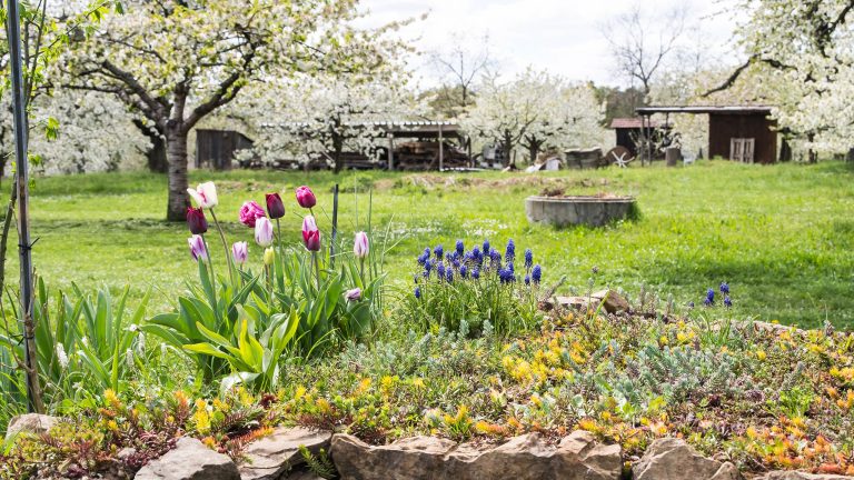 Ein großer Garten mit einer grünen Wiese, auf der weiß blühende Bäume stehen. Im Vordergrund stehen bunte Blumen, im Hintergrund ein Gebäude aus Stein und Holz.