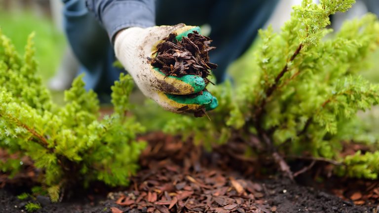 So machst du deinen Garten im Frühling fit Nahaufnahme einer Hand mit einem Gartenhandschuh, die Mulch hält.