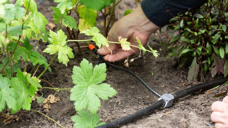 Automatische Bewässerungssysteme, Pflanzenpflege im Garten und auf dem Balkon Eine Person lägt ein Tropfsystem an eine Pflanze.